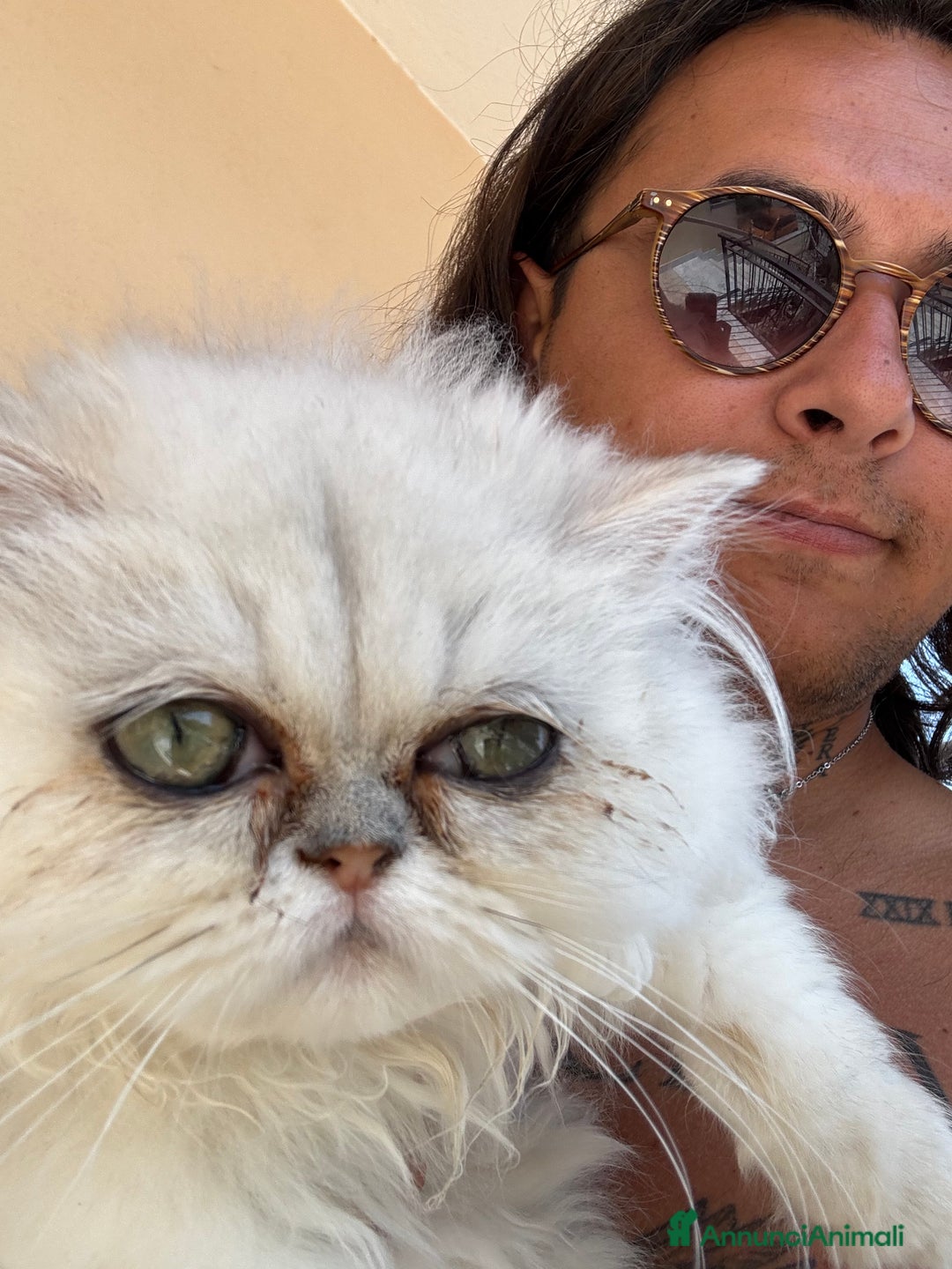 Persiano gatti in vendita: Vendesi SPLENDIDO PERSIANO PURO, 5 mesi di vita. a Provincia di Caserta - Immagine 5