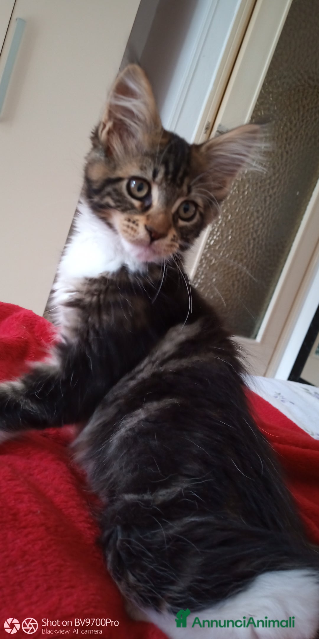 Maine Coon gatti in vendita: Maine coon  a Città metropolitana di Milano - Immagine 2