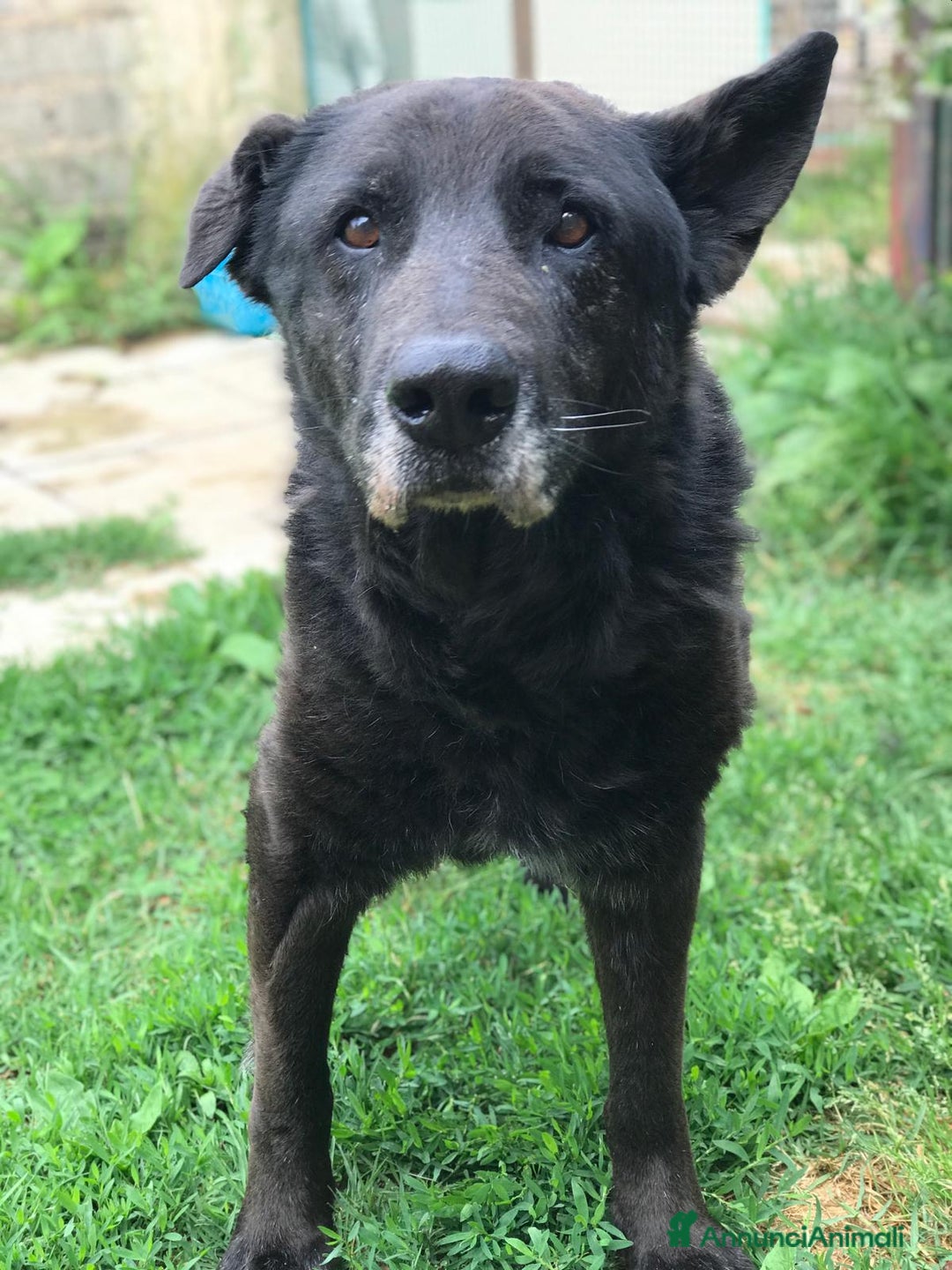 Meticcio cani in regalo: Nonno Martin, adozione del cuoricino - Annuncio 3