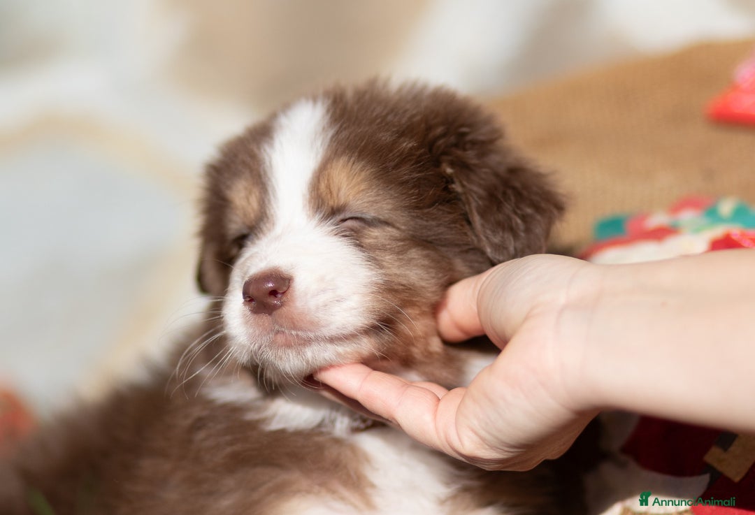 Australian Shepherd cani in vendita: Cucciola femmina di Pastore australiano  - Annuncio 7
