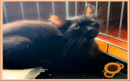 Europeo gatti in regalo: NERINO UN AMORE DI MICINO - Immagine 1