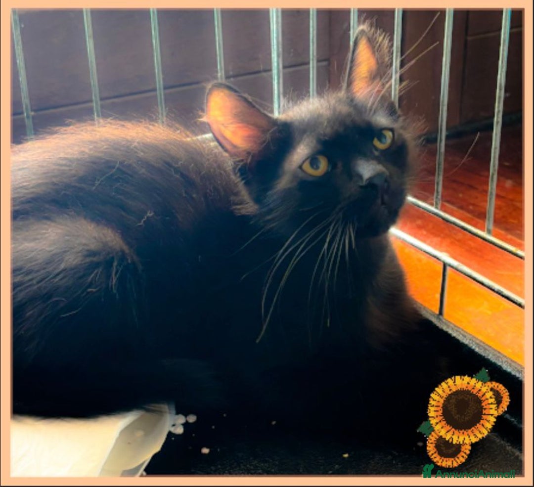 Europeo gatti in regalo: NERINO UN AMORE DI MICINO - Immagine 1