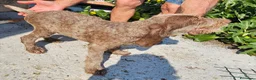 Spinone cani in vendita: Spinone Italiano con pedigree - Annuncio 7