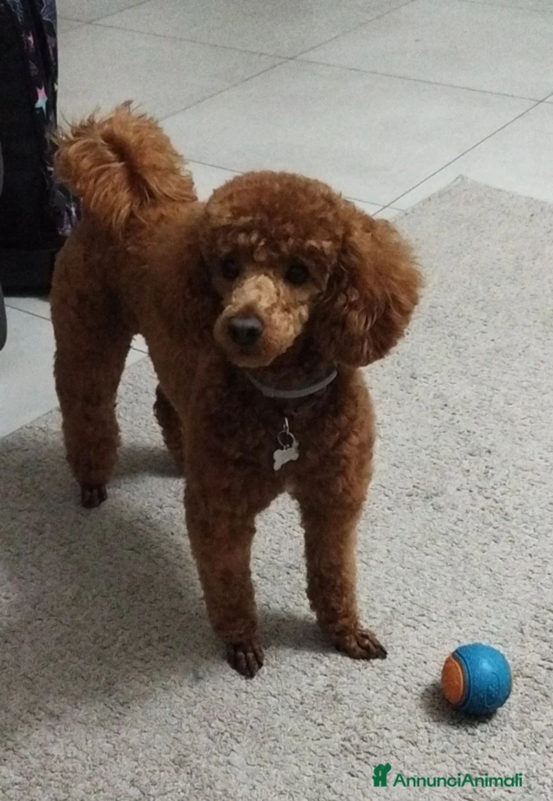 Barboncino Toy cani per accoppiamento: Barboncino Toy per possibile matrimonio  a Provincia di Ancona - Annuncio 1