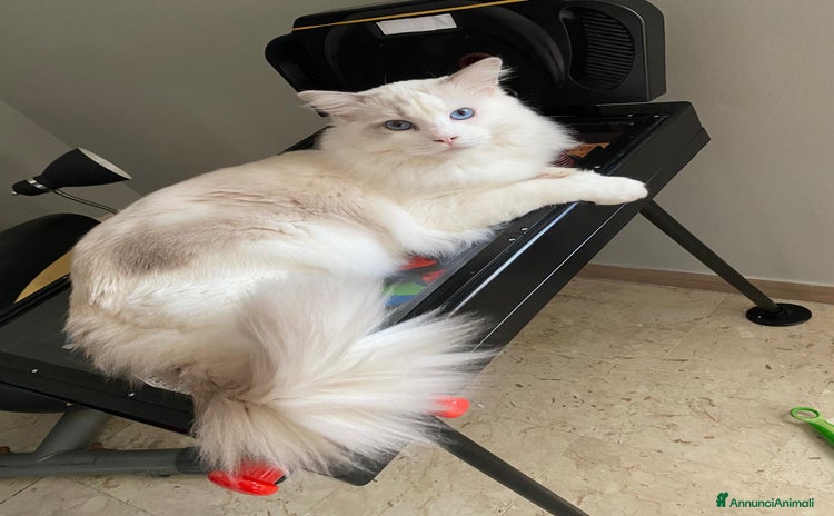 Ragdoll gatti - Annuncio 7