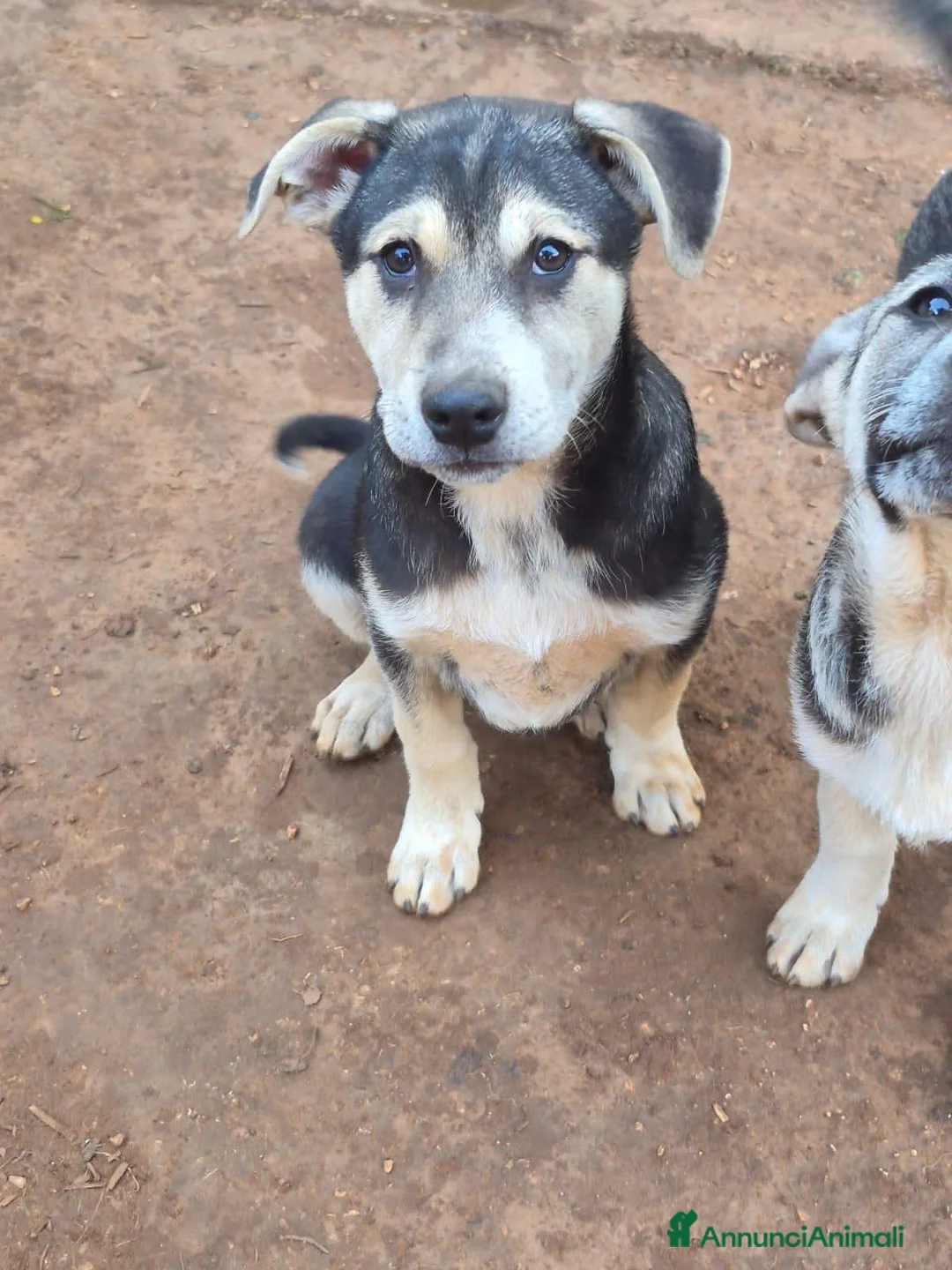 Meticcio cani in regalo: TANIA, TITO, TURBO, TYSON E TRISTAN, - Annuncio 6