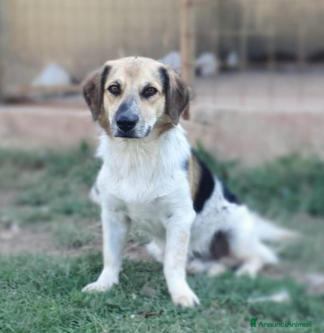 Meticcio cani in regalo: RAOUL,la bonta' a quattro zampette a Pomezia - Annuncio 9