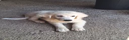 Pastore Abbruzzese Maremmano cani in vendita: Cuccioli di pastore maremmano - Annuncio 12