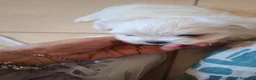 Maltese cani in vendita: Cuccioli di Maltese - Annuncio 6