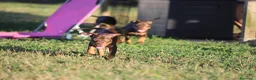 Pitbull cani in vendita: Cuccioli Pit Bull con pedigree anche a rate - Annuncio 29