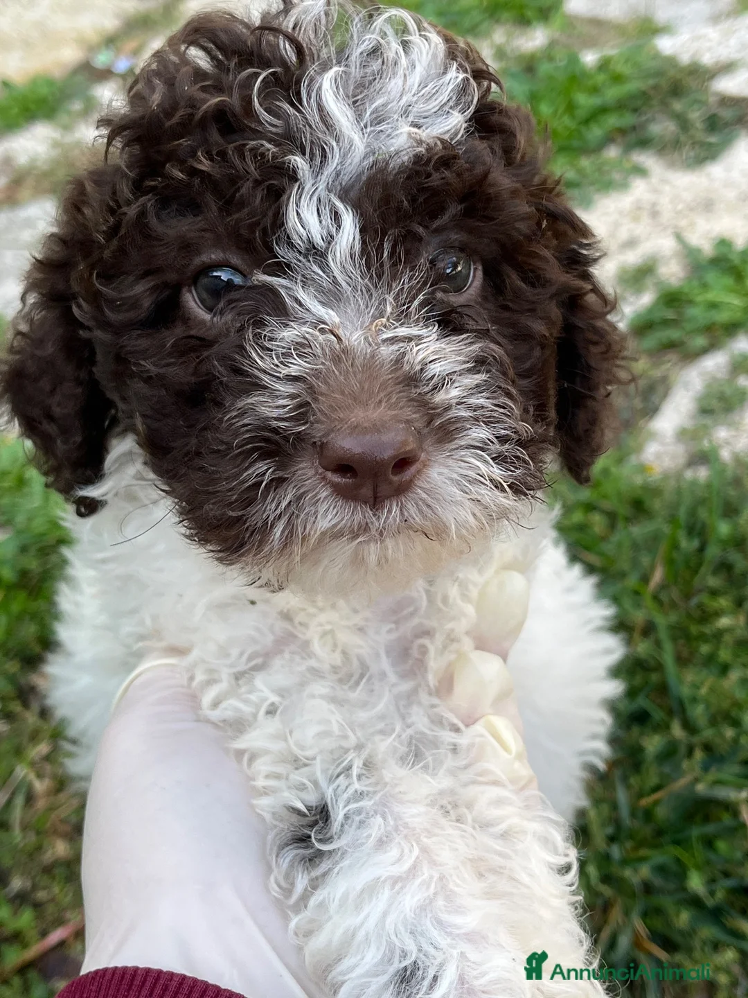 Lagotto cani in vendita: Cuccioli di Lagotto Romagnolo a Provincia dell'Aquila - Annuncio 2