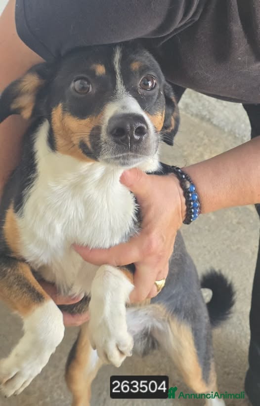 Meticcio cani in regalo: Teddy - Annuncio 1