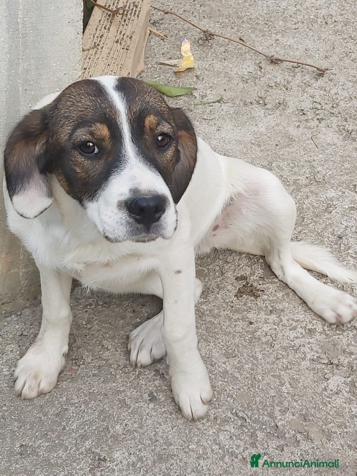 Meticcio cani Mix Breton(mamma pura)15mesi nn trovano casa.Calab a Città Metropolitana di Milano - Annuncio 19