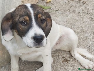 Meticcio cani Mix Breton(mamma pura)15mesi nn trovano casa.Calab a Città Metropolitana di Milano - Annuncio 13