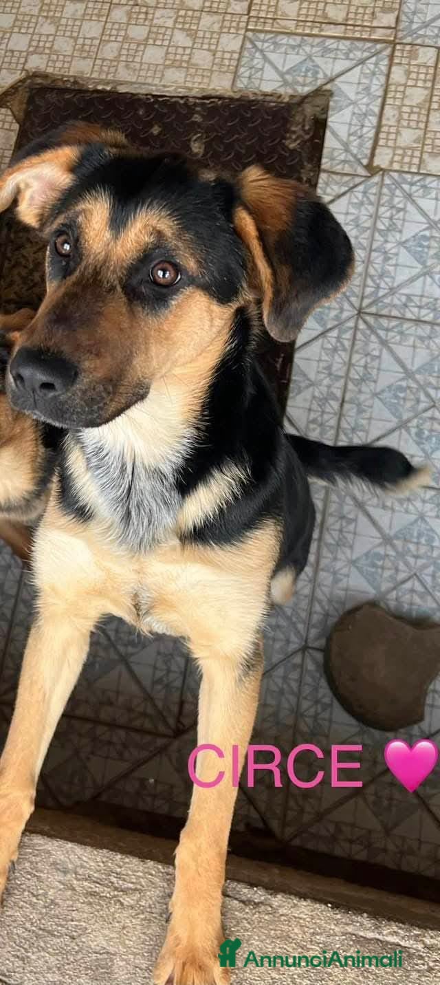 Meticcio cani UNA MAMMA PER CIRCE - Annuncio 2