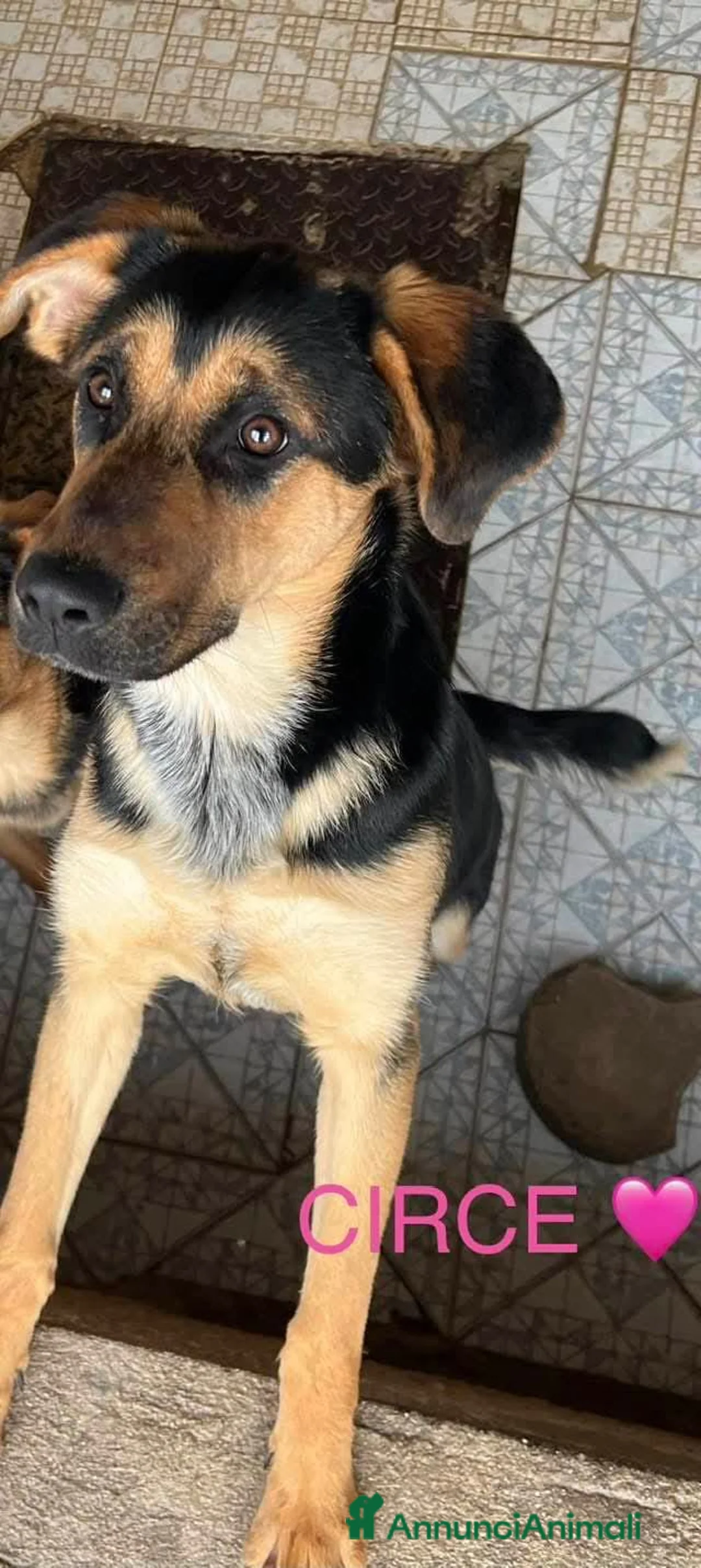 Meticcio cani in regalo: UNA MAMMA PER CIRCE - Annuncio 2