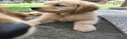 Golden Retriever cani in vendita: Golden retriever 90%linea americana pedigree ENCI  - Annuncio 15