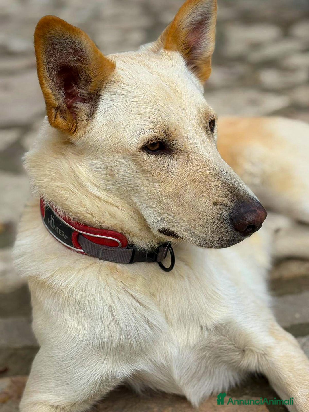 Meticcio cani in regalo: ROMEO 💙 -  vi farà innamorare! Energia pura! - Annuncio 13