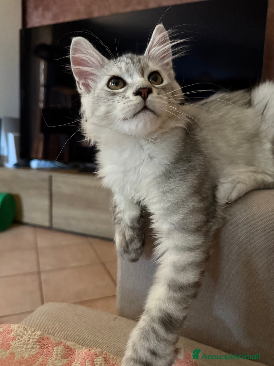 Maine Coon gatti in vendita: Bellissimo gattino Maine coon da subito a Città metropolitana di Roma Capitale - Immagine 5