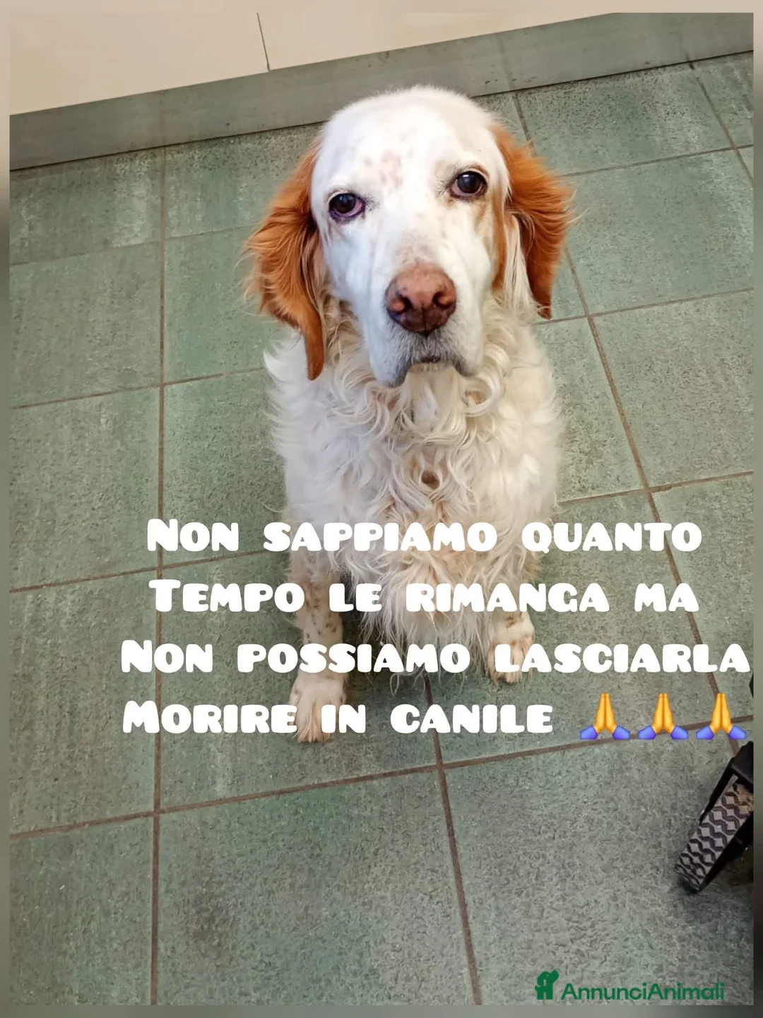 Meticcio cani in regalo: ADOZ.DEL💔:dolcissima,deve morire in canile?!? - Annuncio 1