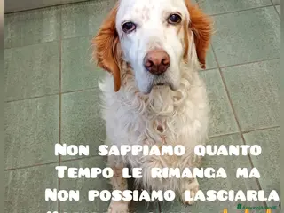 Meticcio cani ADOZ.DEL💔:dolcissima,deve morire in canile?!? - Annuncio 2