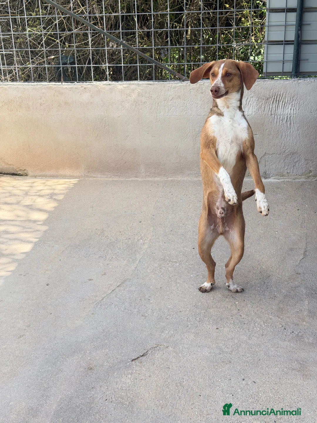 Meticcio cani in regalo: Pangy taglia medio piccola  - Annuncio 3