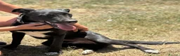 Meticcio cani in regalo: Isotta dolce cucciola 7 mesi cerca casa  - Annuncio 5