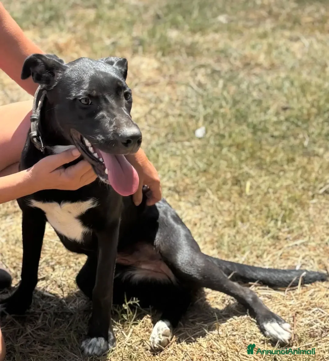 Meticcio cani in regalo: Isotta dolce cucciola 7 mesi cerca casa  - Annuncio 5