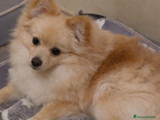 Volpino Pomerania cani Volpino Pomerania - Annuncio 5