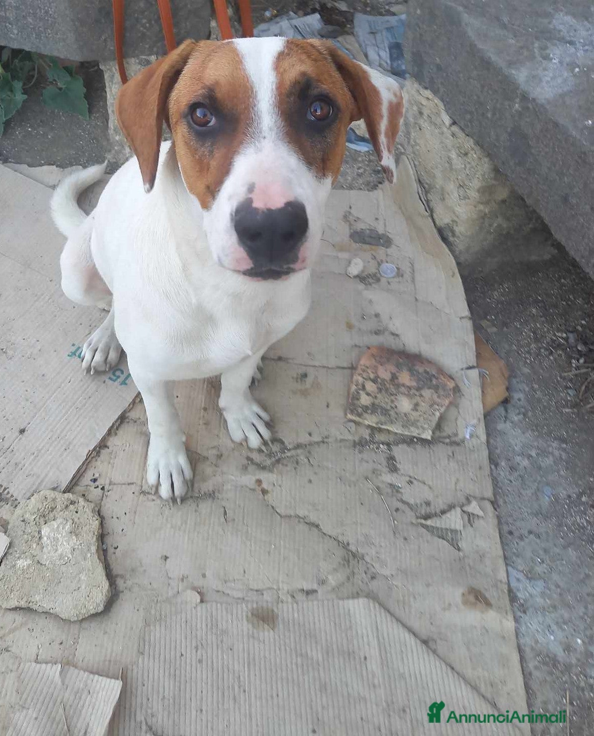 Meticcio cani affettuoso macchia in regalo in tutta italia a Città metropolitana di Catania - Annuncio 2