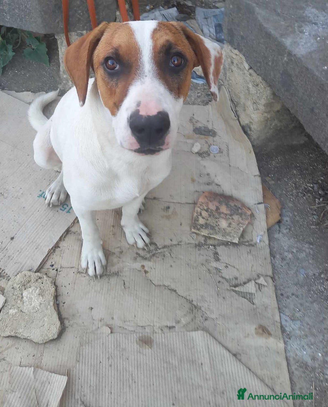 Meticcio cani in regalo: affettuoso macchia in regalo in tutta italia a Città metropolitana di Catania - Annuncio 2