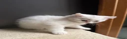 British gatti in vendita: gattini British & Scottish fold - Annuncio 5