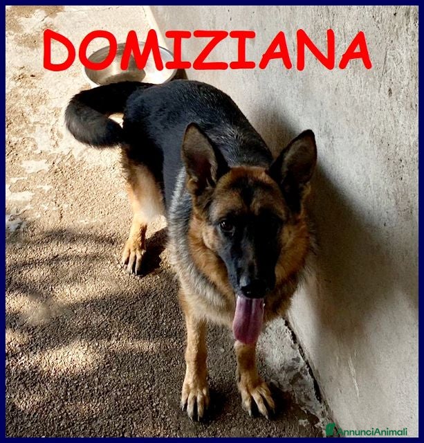 Pastore Tedesco cani DOMIZIANA  una simpaticona - Annuncio 1