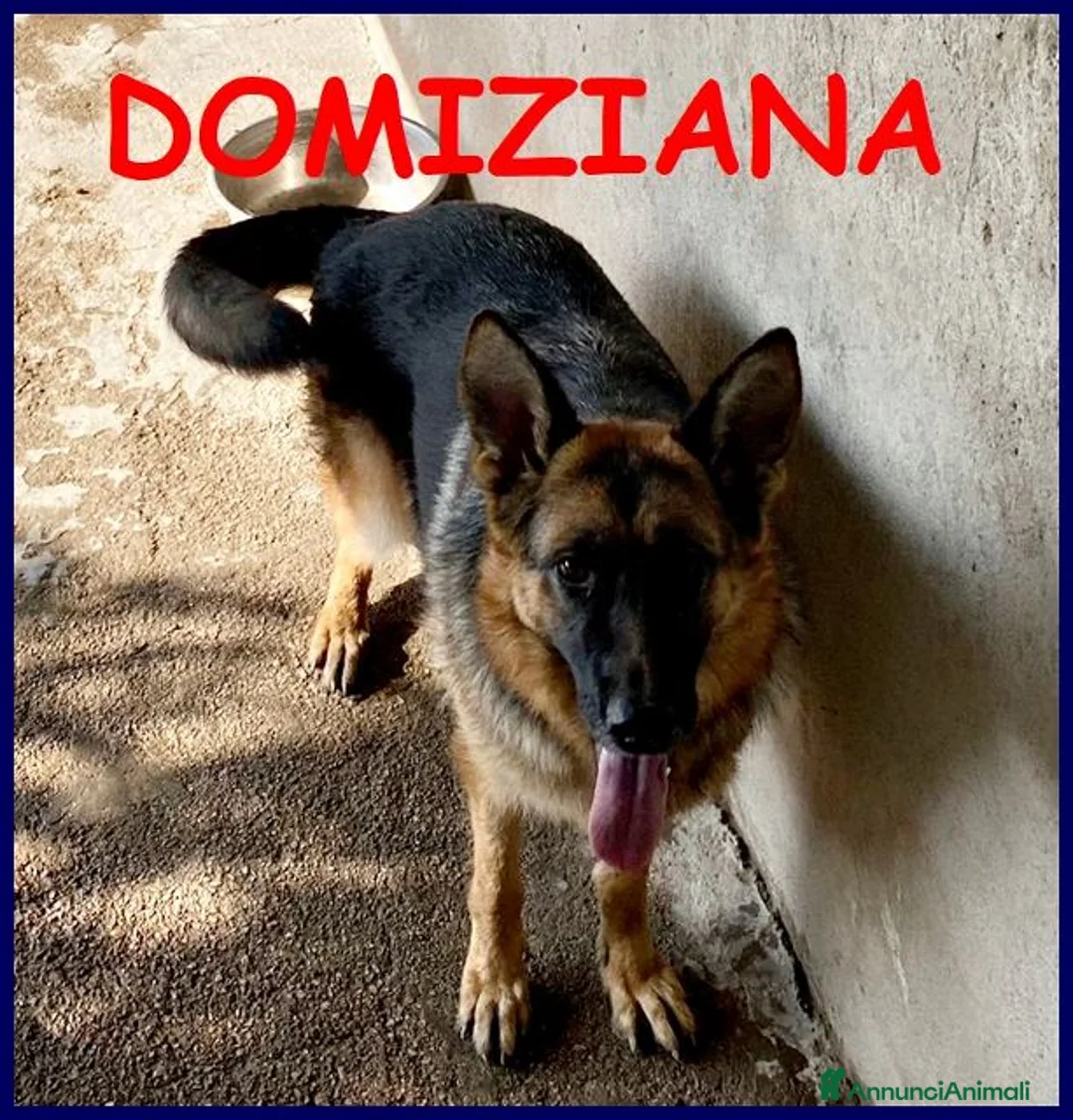 Pastore Tedesco cani in regalo: DOMIZIANA  una simpaticona - Annuncio 1
