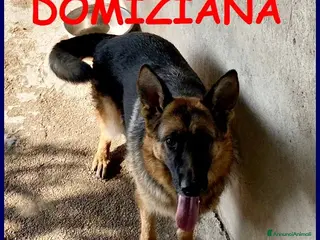 Pastore Tedesco cani DOMIZIANA una simpaticona - Annuncio 4