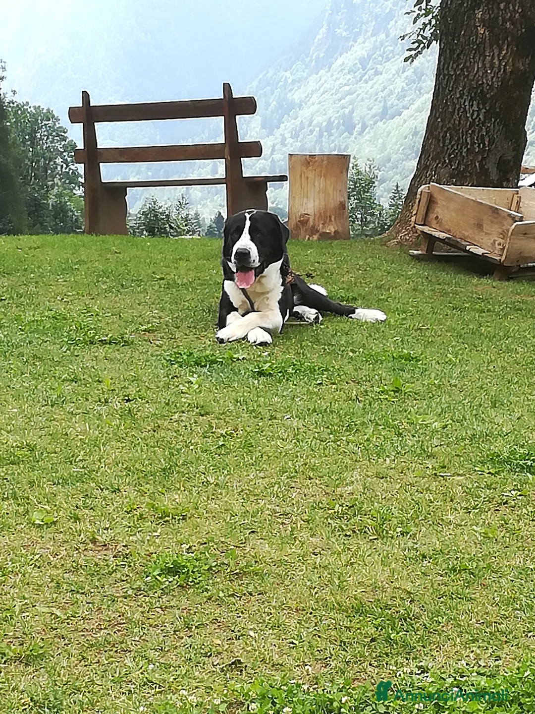 Pastore Asia Centrale cani per accoppiamento: Alabai a Provincia di Biella - Annuncio 2