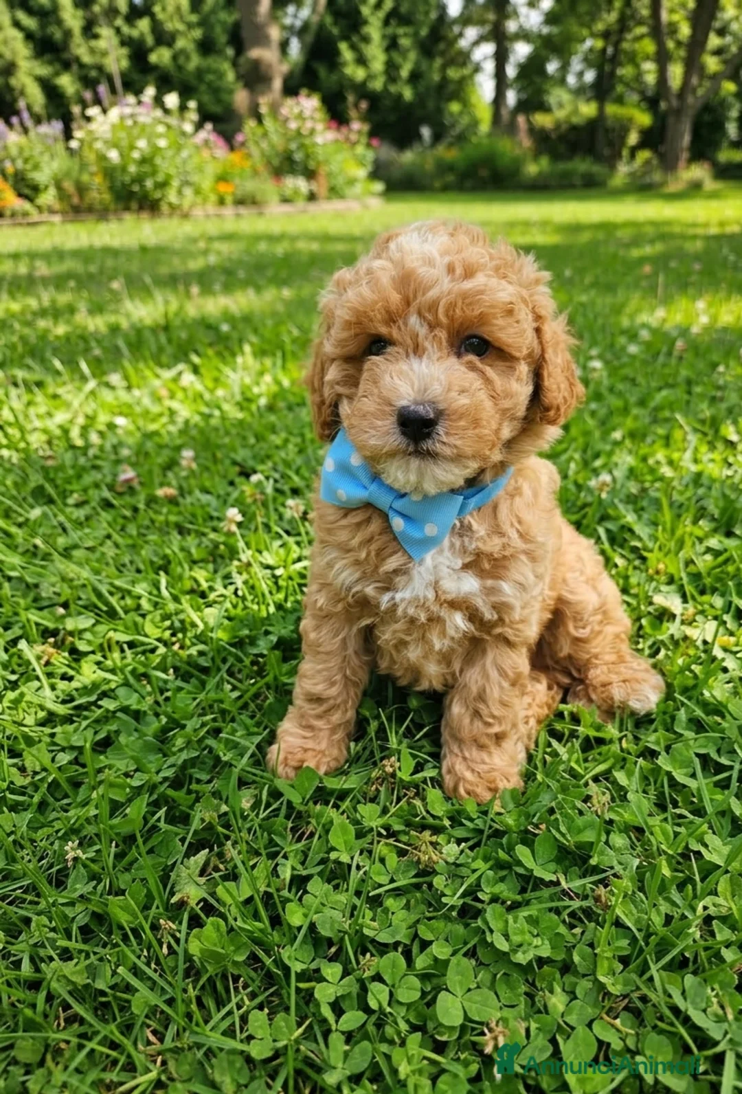 Maltipoo cani in vendita: Maschietto di Maltipoo toy a Città Metropolitana di Napoli - Annuncio 1