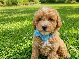 Maltipoo cani Maschietto di Maltipoo toy - Annuncio 26