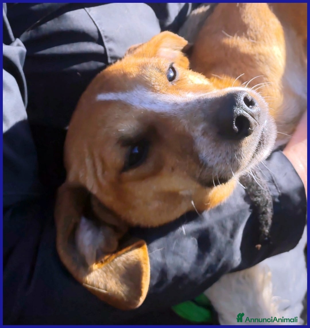 Meticcio cani in regalo: ALPENLIEBE, TENERA PICCOLETTA DI 4 ANNI  - Annuncio 9