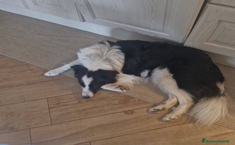 Bearded Collie cani - Annuncio 2