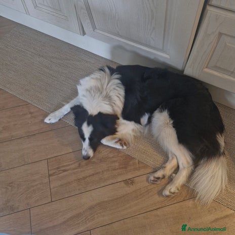 Bearded Collie cani Bordercollie - Annuncio 2