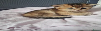 Scottish Straight Black Golden Shaded