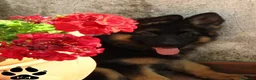Pastore Tedesco cani in vendita: Cuccioli di pastore tedesco selezionati - Annuncio 5