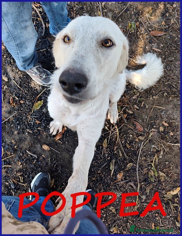 Pastore Maremmano cani POPPEA, 3 ANNI, LE HANNO STRAPPATO I CUCCIOLI PER  - Annuncio 3