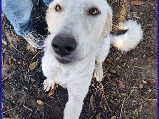 Pastore Maremmano cani POPPEA, 3 ANNI, LE HANNO STRAPPATO I CUCCIOLI PER - Annuncio 12