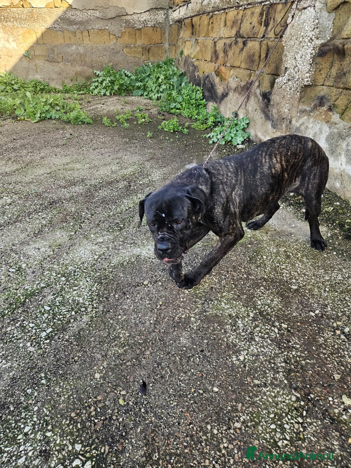 Cane Corso cani Lucia: cane corso maltrattata dolcissima  - Annuncio 2