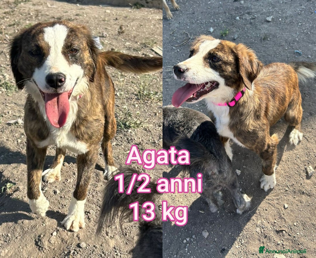 Meticcio cani in regalo: CANI DI TAGLIA PICCOLA E CONTENUTA! - Annuncio 9
