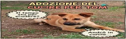 Meticcio cani in regalo: Tom e Briciola, cuccioli socievoli - Annuncio 4