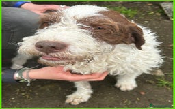 Lagotto cani in regalo: URGENTISSIMO! FORLI' GIOVANE CAGNOLINO CON UNA BRU a Città metropolitana di Milano - Immagine 7