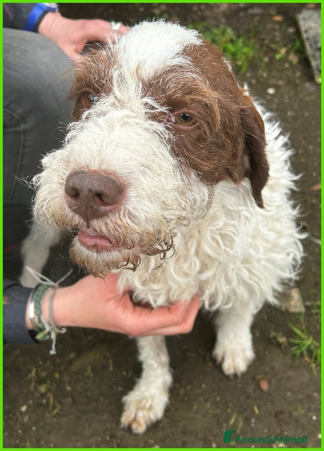 Lagotto cani in regalo: URGENTISSIMO! FORLI' GIOVANE CAGNOLINO CON UNA BRU a Città metropolitana di Milano - Immagine 7